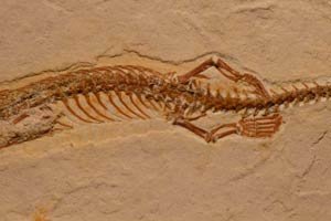 Cientistas encontram Serpente de quatro patas